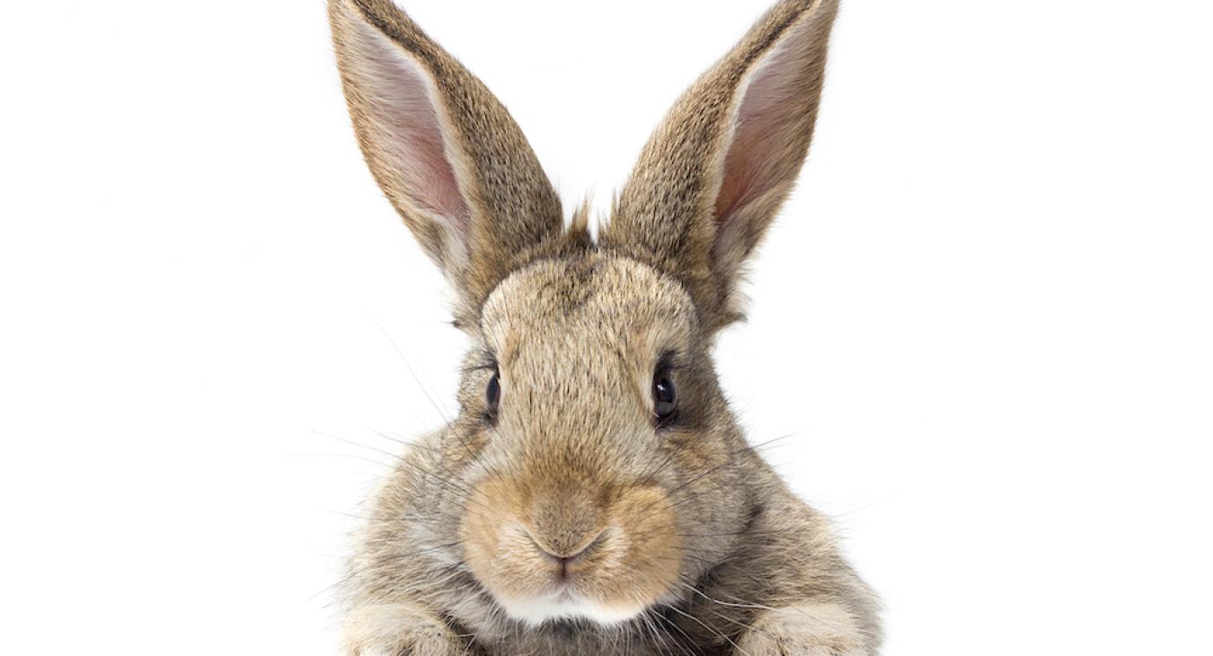 Braun pose un lapin